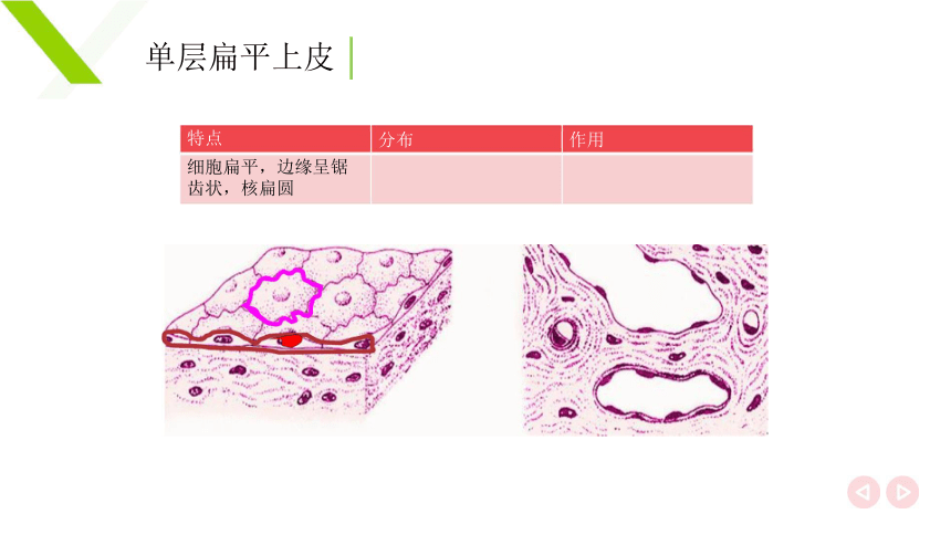 1.2.1上皮组织 课件(共24张PPT)《畜禽解剖生理（第四版）》同步教学(高教版)