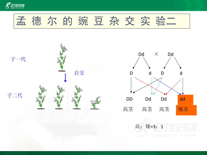 7.2.3 基因的显性和隐形  课件(共28张PPT)