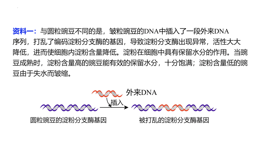 4.2 基因表达与性状的关系 课件（37张ppt）高一生物 （人教版2019必修2）