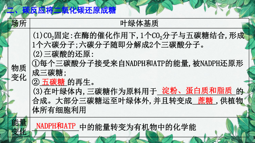 浙科版（2019）生物必修一 第三章第五节课时2 光反应与碳反应的基本过程课件(共36张PPT)