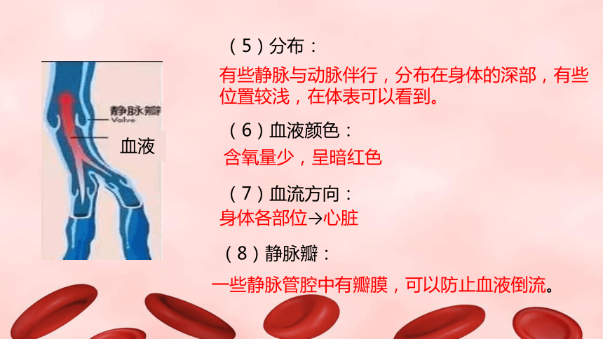 9.2血液循环（第一课时）课件2022--2023学年北师大版生物七年级下册(共21张ppt)