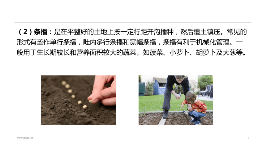2.1.2播种技术 课件(共20张PPT)-《蔬菜生产技术》同步教学（中国农业出版社）