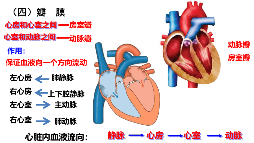 3.3.3 物质运输的途径课件(共42张PPT)2022-2023学年济南版生物七年级下册