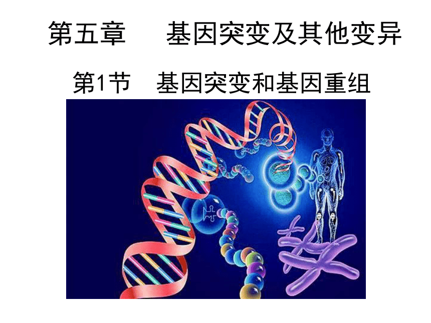 5.1 基因突变与基因重组 课件【新教材】人教版（2019）高一生物必修二(共23张PPT)