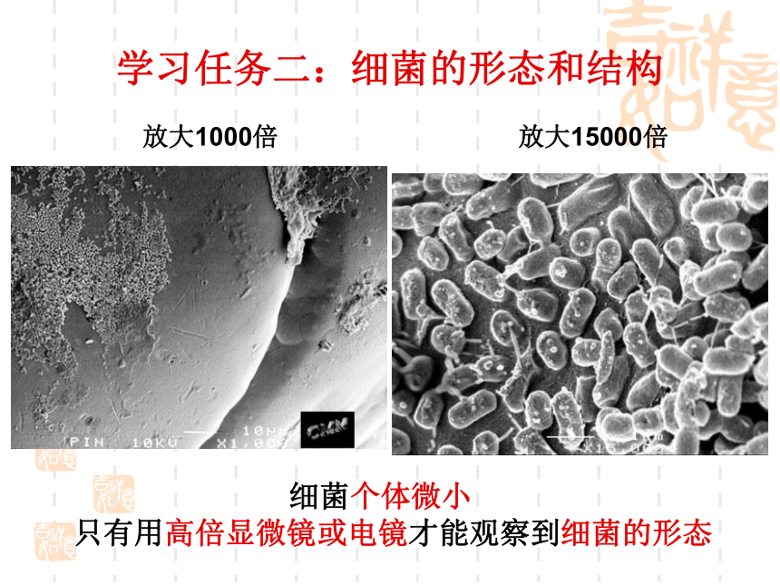 人教版八年级生物上册教学课件-5.4.2细菌7（共 15张PPT）