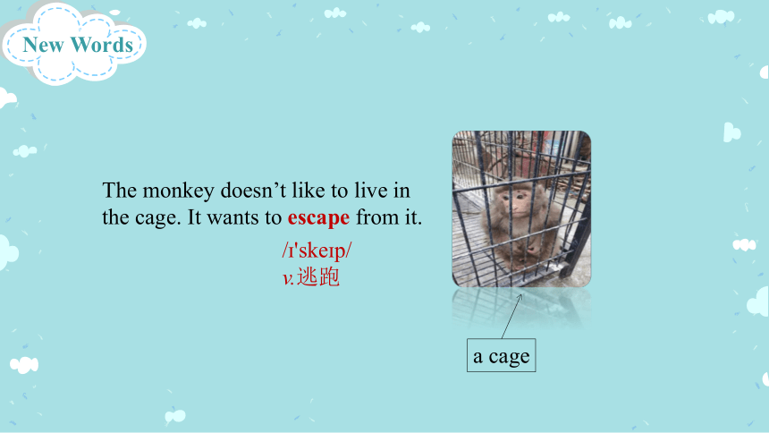 Unit 3 Animals Are Our Friends.Lesson 16 The Bear Escaped!课件(共42张PPT）