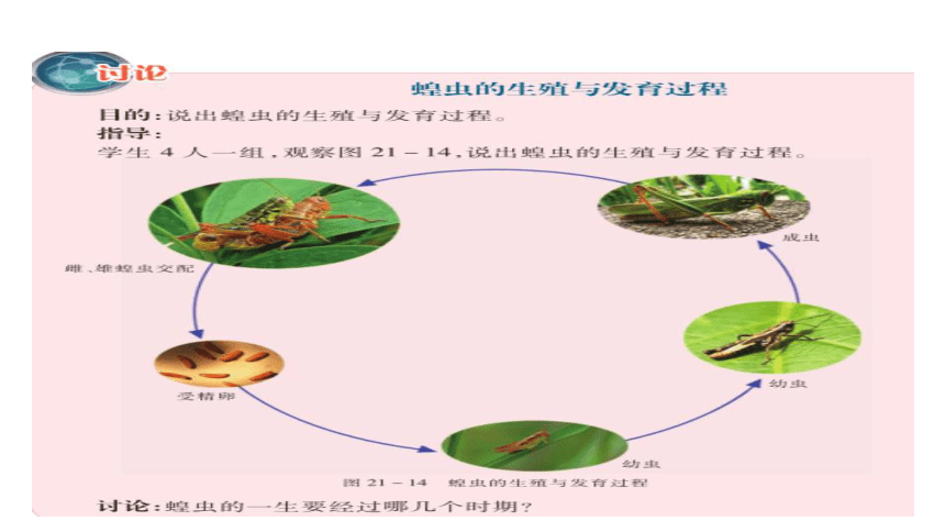 第8单元第21章第3节《昆虫的生殖与发育》课件(共22张PPT)