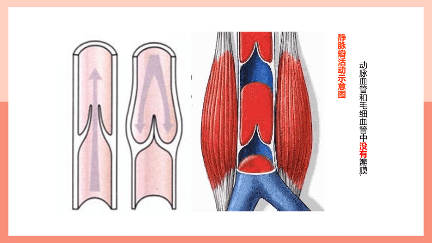 第二节 血流的管道──血管 课件（21张PPT）