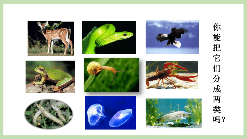 2.2.1无脊椎动物的主要类群 第1课时课件-2022-2023学年济南版生物七年级上册(共19张PPT)