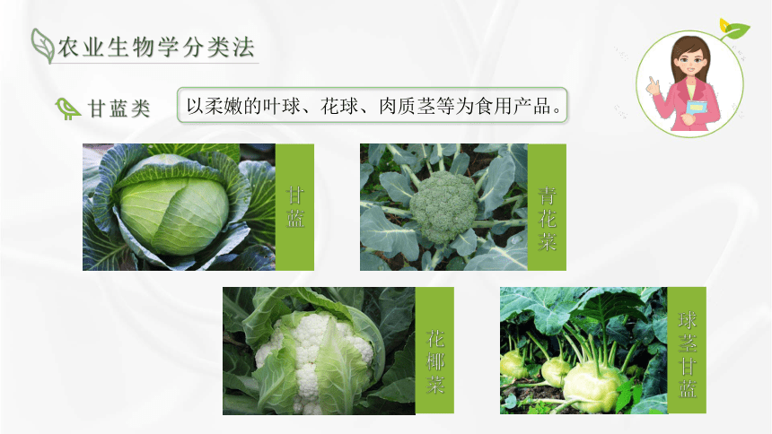 1.3农业生物学分类法 课件(共15张PPT)-《蔬菜生产技术》同步教学（湖南科技出版社）