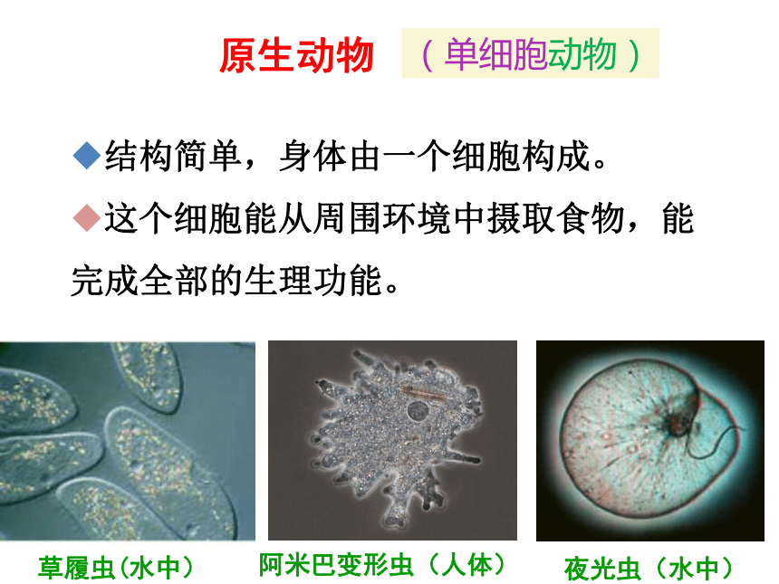 2020-2021学年北师大版八年级生物下册  7.22.2  原生生物的主要类群  课件（21张PPT）