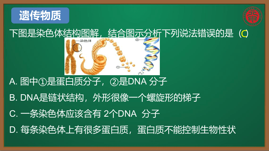 初中生物复习知识点精讲课件 57 基因在亲子代之间的传递