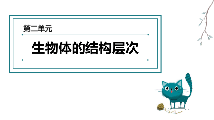 初中生物 会考复习 第二单元 生物体的结构层次（27张PPT）