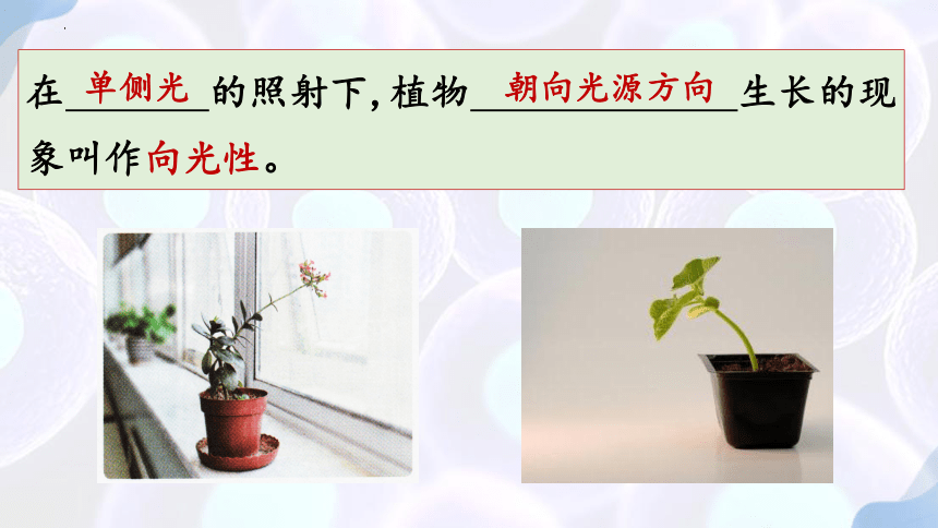 5.1 植物生长素（第一课时）课件(共31张PPT1个视频)-人教版选择性必修1