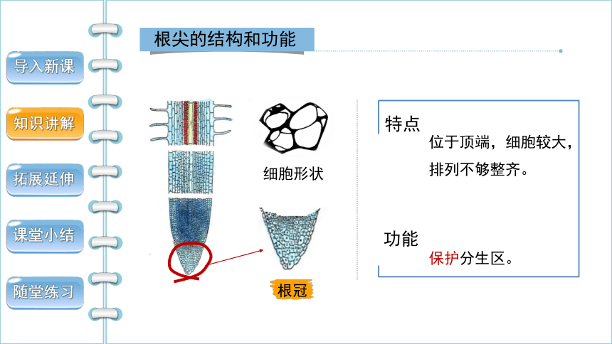 人教版生物七年级上册 3.2.2 植株的生长 2022--2023学年课件 (共29张PPT)