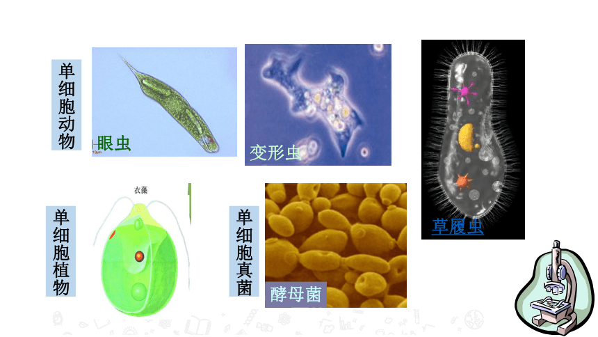4.1 单细胞生物 教学课件 苏教版七年级生物上册（22张PPT）