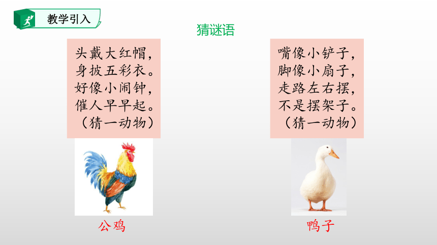 5.小公鸡和小鸭子 课件(共50张PPT)