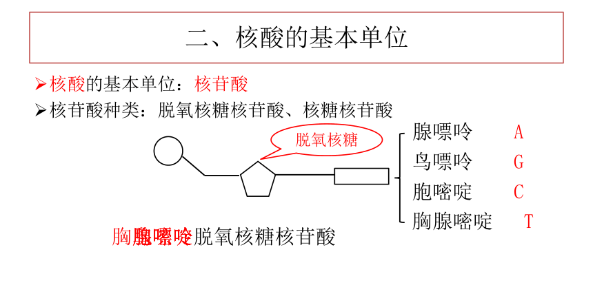 2022-2023学年高一上学期生物人教版必修1-2.3 遗传信息的携带者——核酸课件(共33张PPT)