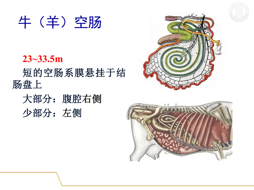 5.消化系统-3  课件(共51张PPT) - 《畜禽解剖生理学》同步教学（高教版）