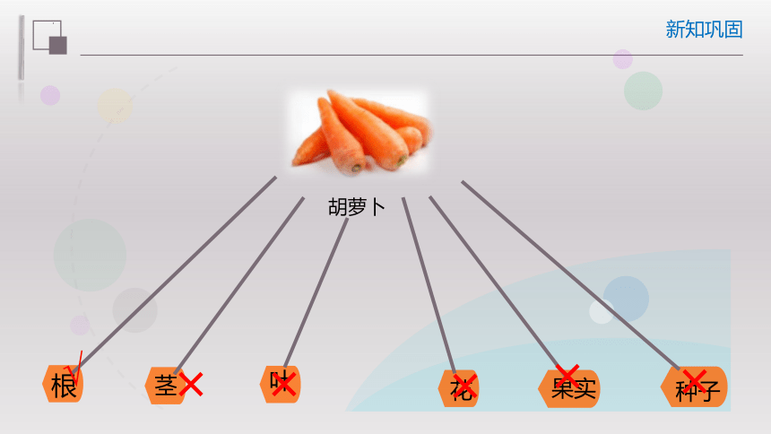 2.2.3植物体的结构层次课件-2022-2023学年人教版生物七年级上册（共35张PPT）