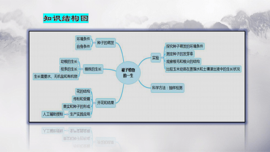 第三单元 第二章 被子植物的一生-【复习旧知】2022-2023学年七年级生物上册复习课件（人教版）(共50张PPT)