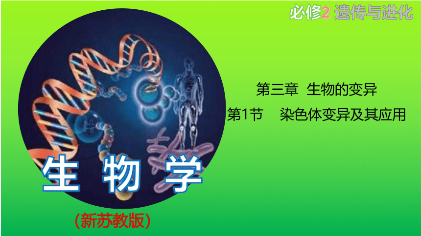 3.1 染色体变异及其应用  课件(共50张PPT) 2022-2023学年高一生物 苏教版2019必修2