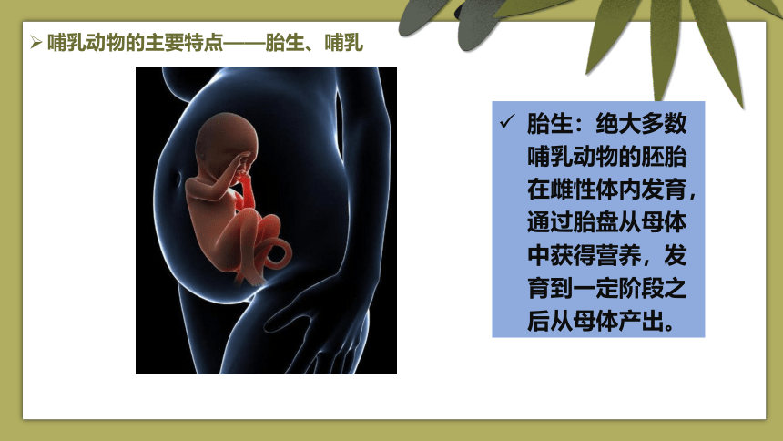 5.1.7  哺乳动物  课件(共22张PPT)  2021-2022学年人教版八年级生物上册