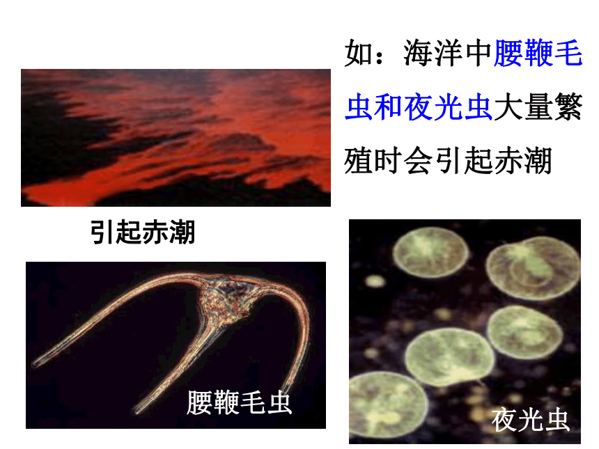 2020-2021学年北师大版八年级生物下册  7.22.2  原生生物的主要类群  课件（21张PPT）