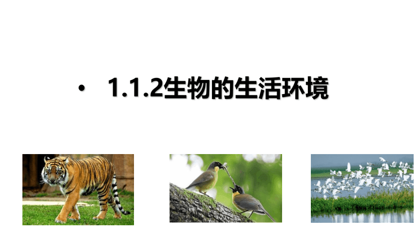 1.1.2 生物的生活环境 课件 济南版七年级上册生物课件(共24张PPT)