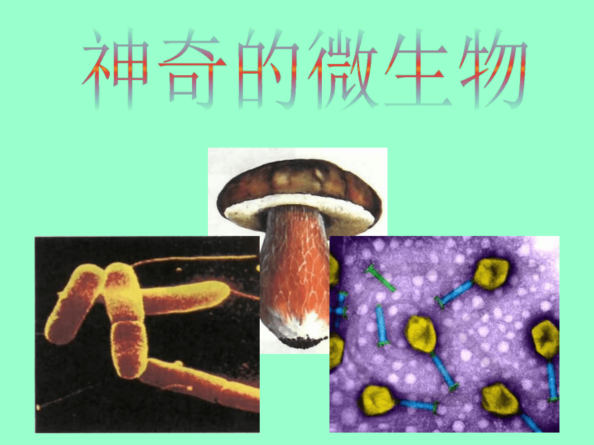 14.3神奇的微生物课件(共37张PPT)