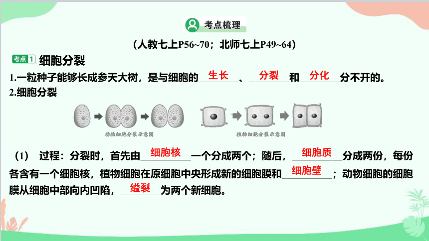 2023年中考生物复习 第二单元 生物体的结构层次  第2章 细胞怎样构成生物体   课件 (共32张PPT)