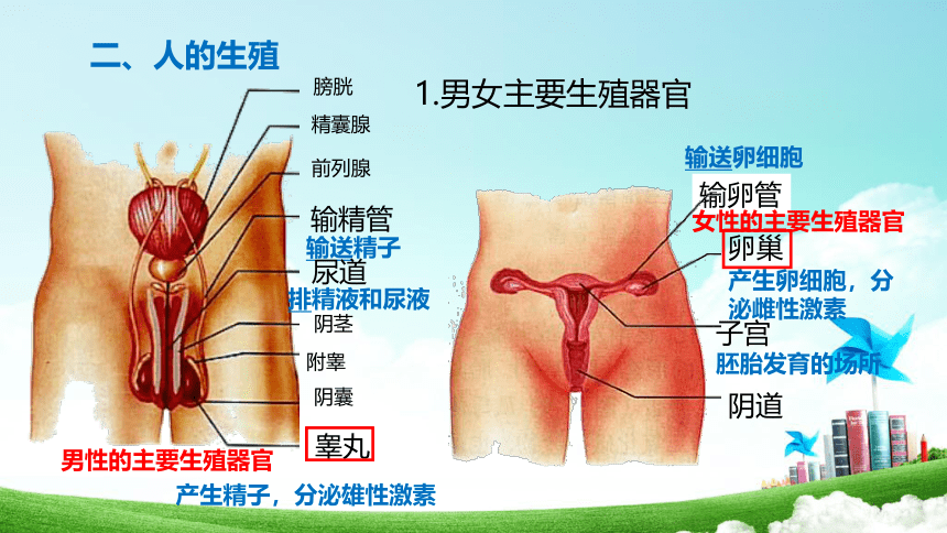 第1章 人的由来 2022-2023学年七年级生物下册单元复习课件（人教版）(共20张PPT)