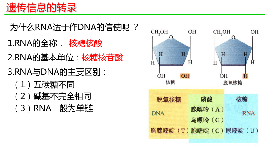 4.1基因指导蛋白质的合成课件(共34张PPT2份视频)