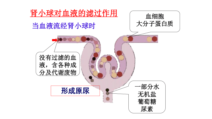 4.5人体内废物的排出 课件（30张PPT）