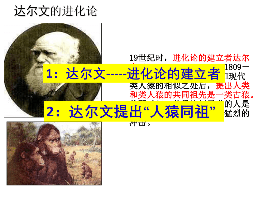 2020-2021学年人教版七年级生物下册4.1.1  人类的起源和发展（35张PPT）