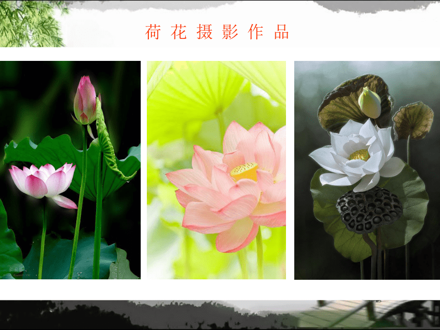 苏少版美术二年级下册 8.水墨画花 课件 (共15张PPT)