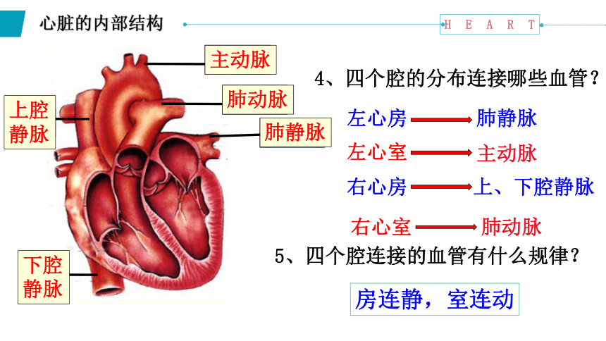 4.4.3输送血液的泵——心脏课件(共18张PPT)2022--2023学年人教版生物七年级下册