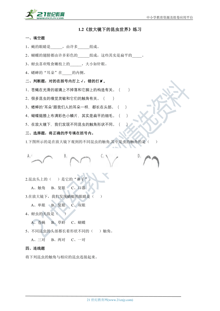 1.2《放大镜下的昆虫世界》练习