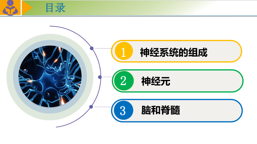 4.12.2人体的神经调节（第一课时）课件 (共34张PPT)苏教版生物七年级下册