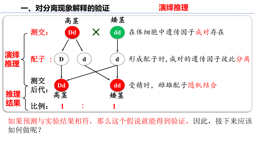 1.1.2豌豆杂交实验（一）（第二课时）(共30张PPT1份视频)课件-人教版必修二