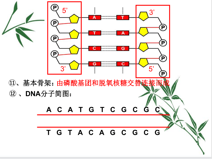 3.2 遗传信息编码在DNA分子上 课件（共32张PPT）