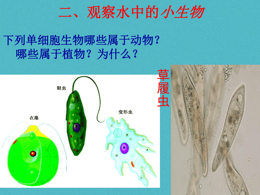 苏科版七年级下册生物 9.3单细胞的生物体 课件（共15张PPT）