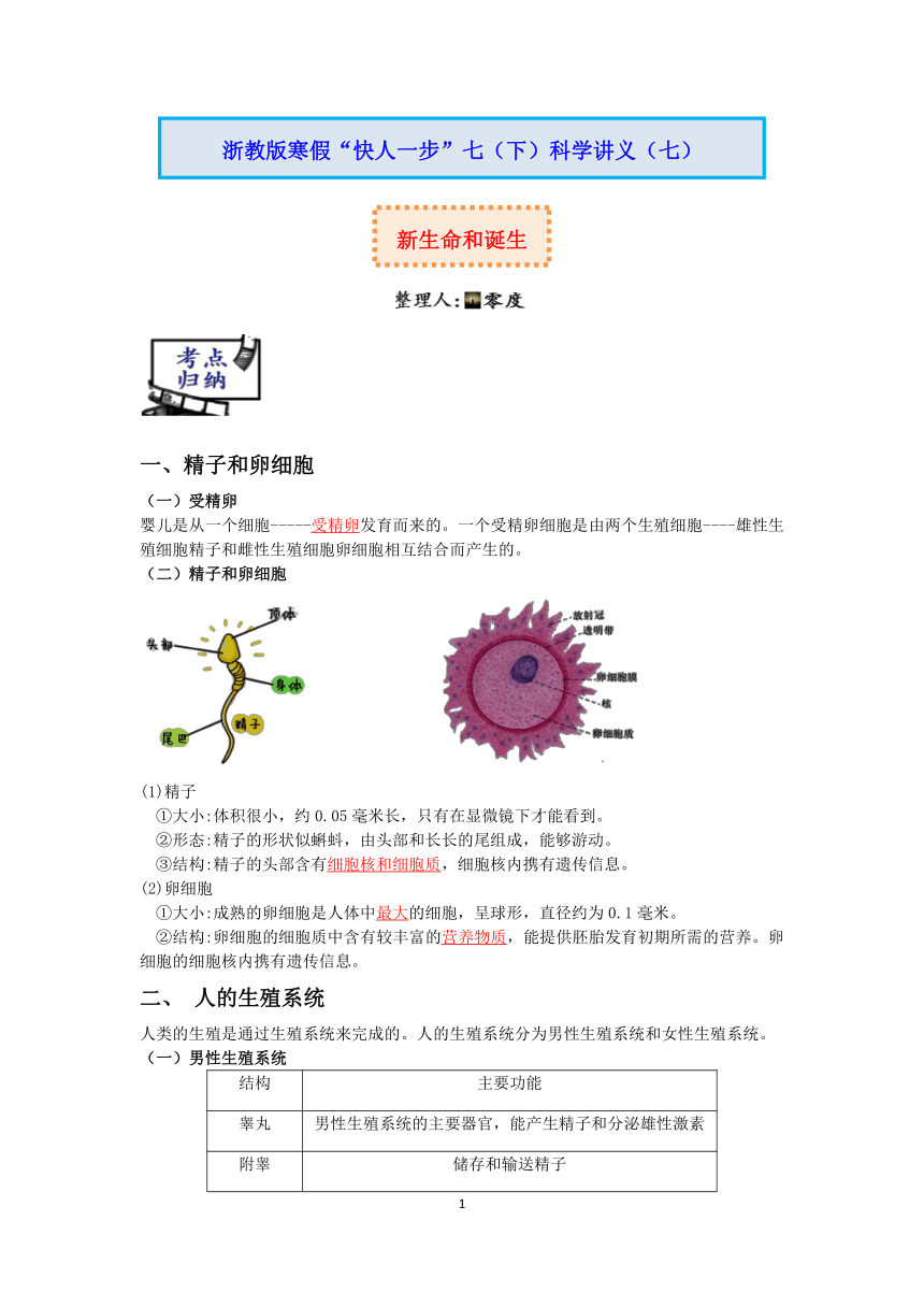 【快人一步】浙教版2022-2023学年寒假七（下）科学讲义（七）：新生命的诞生【wrod，含答案】