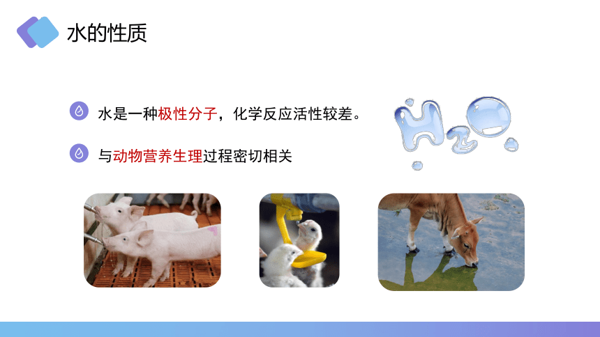 1.8水的营养作用 课件(共17张PPT)《畜禽营养与饲料》同步教学（高教版第二版）