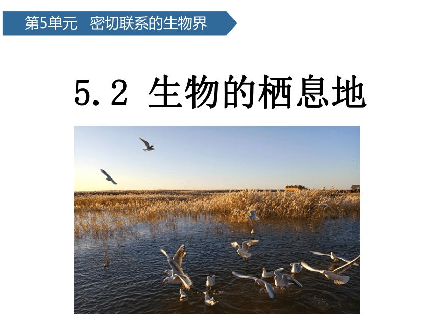 青岛版（六三制2017秋）五年级下册科学  5.19生物的栖息地（课件共17张PPT）