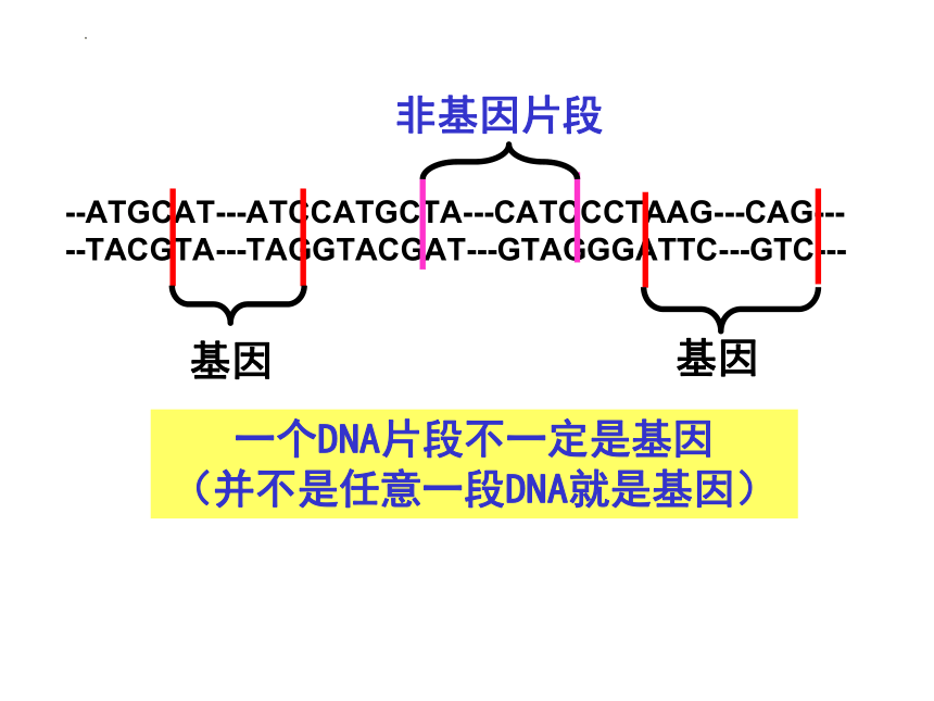 3.4 基因是有遗传效应的DNA片段课件(共25张PPT)2022-2023学年高一下学期生物人教版必修2