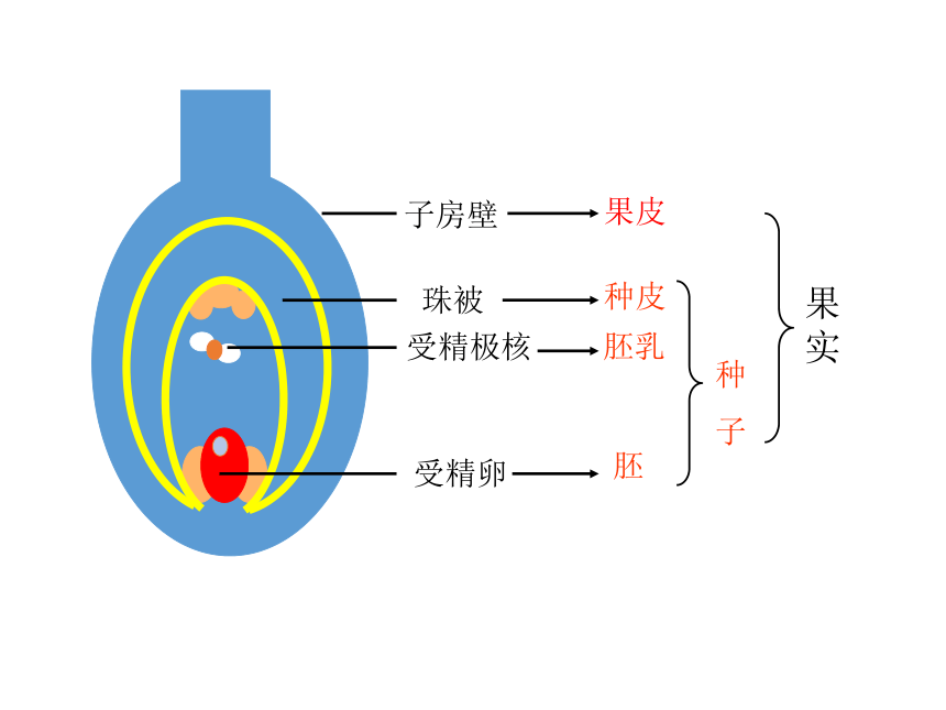 第一章 绿色开花植物的一生  第三节 果实和种子的形成  课件（21张PPT）