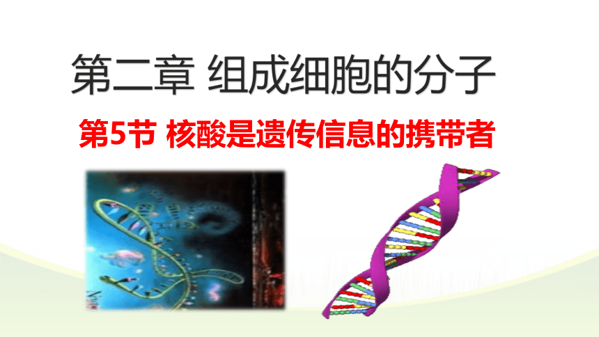 2021-2022学年高一上学期生物人教版必修一2.5核酸是遗传信息的携带者课件（共36张PPT）