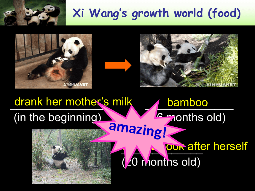 Unit 5 Wild animals Reading 1： Giant pandas 课件30张