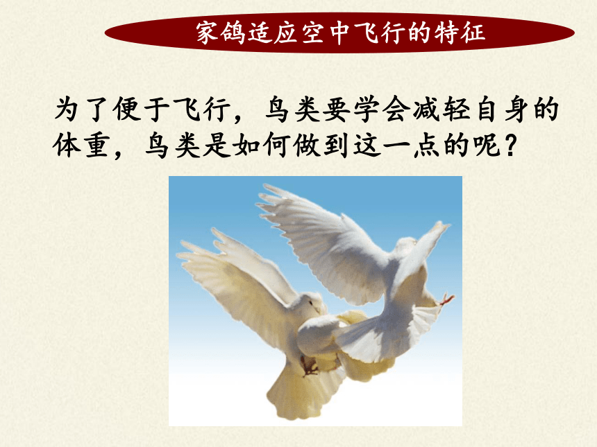 苏科版生物七年级下册 第12章 第1节 鸟类 课件(共24张PPT)